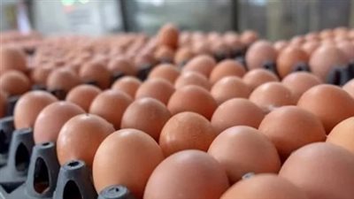 بالارقام.. سعر كرتونة البيض الأبيض والأحمر اليوم الأربعاء 29-4-2026 في الأسواق