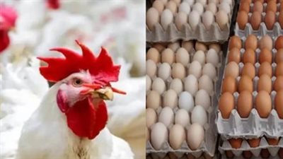 للمستهلكين.. سعر كيلو الفراخ البيضاء والبيض الأحمر والأبيض اليوم في المحلات