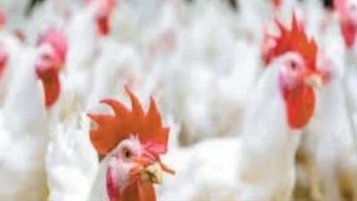 بورصة الدواجن والبيض اليوم: تفاصيل أسعار الفراخ البيضاء والبلدي في مصر بختام الشهر