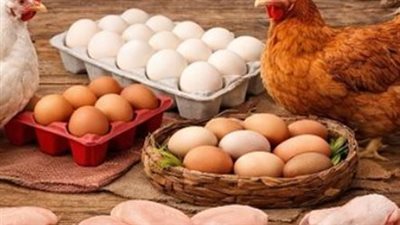 أسعار البيض اليوم في مصر: كرتونة البيض الأحمر والأبيض والبلدي تحت مجهر المستهلك