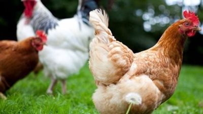 الدليل الشامل لأسعار الطيور والأرانب اليوم الخميس: استقرار نسبي ينهي حالة 