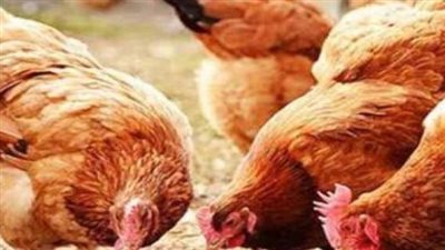 تفاصيل أسعار الفراخ 
