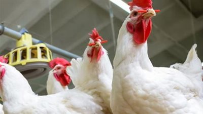 سعر كيلو الفراخ البيضاء اليوم في الأسواق والمزارع.. تحديث شامل ليوم السبت