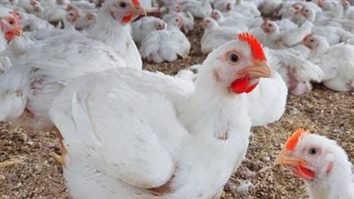 بكام الفراخ والبيض النهارده؟.. تفاصيل الأسعار في بورصة الدواجن مطلع مايو