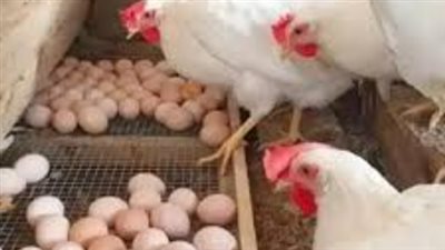 خارطة أسعار الدواجن والبيض للمستهلك اليوم السبت 2 مايو.. تحديث لحظي