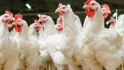 بورصة الدواجن الرئيسية.. أسعار الفراخ البيضاء والبيض الأحمر في مطلع الشهر