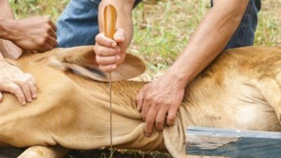 دليل تقسيم الأضحية وسنن التوزيع.. كيف تذبح وتوزع أضحيتك وفق الشريعة الإسلامية؟