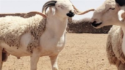 قبل شراء الأضحية.. تعرف على أسعار 