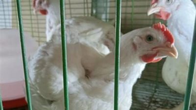 كم سجل سعر كرتونة البيض اليوم؟ تفاصيل أسعار البيض الأحمر والأبيض والبلدي