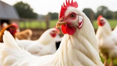 من المزرعة للمستهلك.. تفاصيل تكاليف النقل وتأثيرها على أسعار الدواجن والبيض