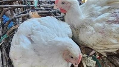 تطورات سوق الدواجن اليوم.. أسعار البيض والساسو والبانيه في بورصة الدواجن المصرية