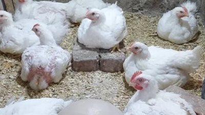 تفاصيل أسعار الفراخ البيضاء والساسو في بورصة الدواجن
