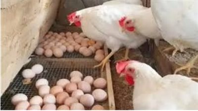 مفاجأة في سعر كيلو الفراخ البلدي اليوم وتوافر المعروض في المزارع
