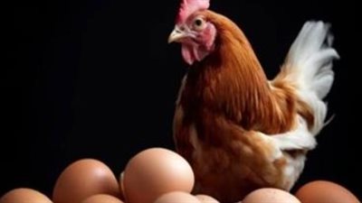 تحديث يومي.. كم وصل سعر كيلو الفراخ البيضاء للمستهلك في مختلف المحافظات؟