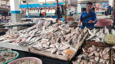 بورصة الأسماك والجمبري بمصر: تفاصيل النطاق السعري لجميع الأصناف البحرية والنهرية اليوم