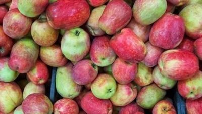 مؤشرات أسعار التفاح المحلي والكيوي في محلات التجزئة وأسواق الجملة اليوم