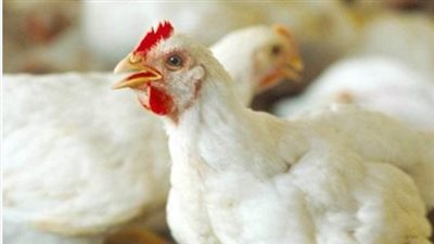 أسعار الدواجن الثلاثاء 2-6-2026: كيلو الفراخ البيضاء يواصل استقراره