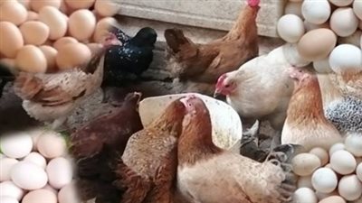 تقلبات أسعار الفراخ الساسو وتأثيرها على القوة الشرائية
