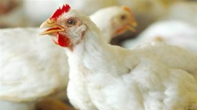 تحديثات أسعار الفراخ والبيض: جولة في الأسواق المصرية اليوم الأحد