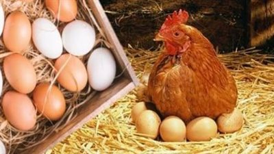 بورصة الدواجن اليوم: ثبات أسعار الفراخ البيضاء والبيض في الأسواق