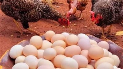 خريطة أسعار الفراخ الساسو والبلدي للمستهلك اليوم 2-7-2026