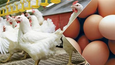 أسعار الفراخ البيضاء والساسو والبلدي في المزارع والأسواق