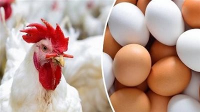 دليل أسعار أجزاء الدواجن: البانيه والشيش طاووق والوراك اليوم