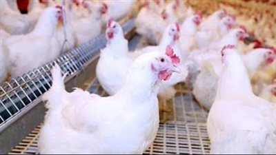 جولة في أسواق الدواجن: سعر البانيه والفراخ بمختلف أنواعها اليوم