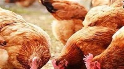 أسعار الفراخ البيضاء والساسو والبلدي اليوم