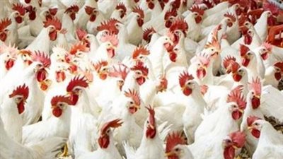 أسعار الفراخ البيضاء والساسو في البورصة اليوم 19_7_2026