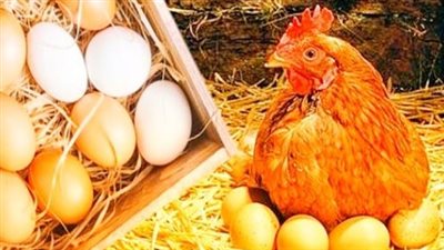 استقرار أسعار الفراخ البيضاء والدواجن في بورصة الدواجن اليوم الثلاثاء 21 يوليو 2026