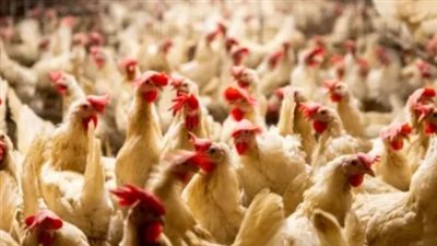 مؤشرات الاستقرار السعري في بورصة الدواجن ودورها في ضبط الأسواق المصرية