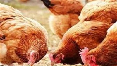 سعر البانيه والفراخ اليوم الأحد 26-7-2026.. تعرف على أحدث الأسعار
