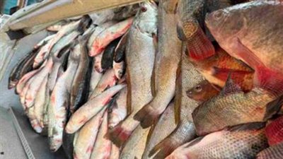 أسعار السمك اليوم الأحد.. البلطي والبوري والماكريل والجمبري في الأسواق