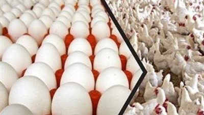 سعر الفراخ اليوم في مصر.. الأبيض يبدأ من 60 جنيهًا والبيض مستقر