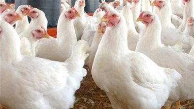 أسعار البيض اليوم الخميس.. الأبيض والأحمر والبلدي في الأسواق