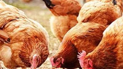 أسعار الدواجن اليوم.. الفراخ البيضاء والساسو والبانيه في الأسواق