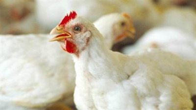 أسعار الفراخ البيضاء اليوم الأحد.. والبيض يحافظ على استقراره بالأسواق