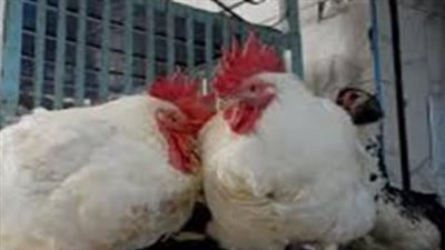 أسعار الدواجن اليوم الإثنين.. كم سجل كيلو الفراخ البيضاء؟