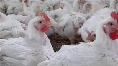 أسعار البانيه والفراخ اليوم.. استقرار مع تباين بين المحافظات