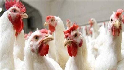 أسعار الفراخ اليوم.. الساسو تتجاوز 100 جنيه للمستهلك
