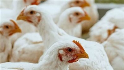 أسعار الفراخ البيضاء والساسو والبانيه اليوم