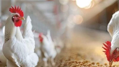 وزير الزراعة يعلن دعم صناعة الدواجن وفتح أسواق تصديرية جديدة