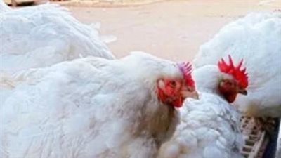 بورصة الدواجن اليوم.. أسعار الفراخ البيضاء والساسو والبيض