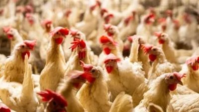 سعر البانيه اليوم في الأسواق.. تعرف على أسعار الدواجن والبيض