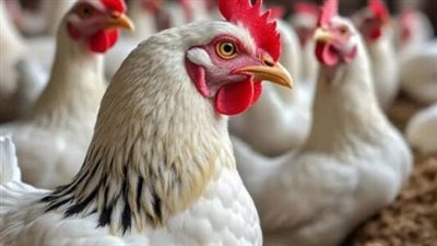 أسعار الفراخ اليوم.. سعر البيضاء والساسو والبانيه وكرتونة البيض