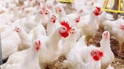 أسعار الدواجن اليوم 11_8_2026.. الفراخ البيضاء والساسو والبانيه