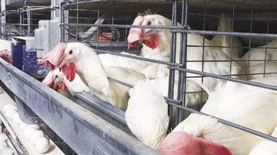 سعر البيض اليوم.. تعرف على أسعار الكرتونة في الأسواق