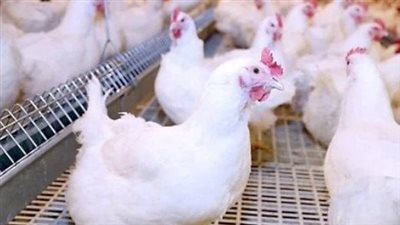 سعر البانيه اليوم الأربعاء.. الكيلو يتراوح بين 210 و230 جنيهًا