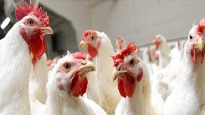 أسعار الدواجن اليوم الأحد في الأسواق.. سعر الفراخ والبيض والبانيه